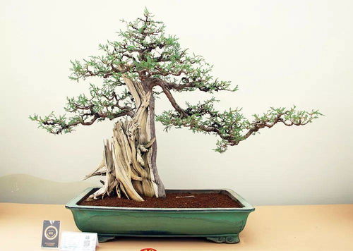 金獎作品來了 2019中國森林旅游節全國精品盆景展中的盆景藝術