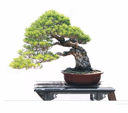 咫尺千里·九省競秀 一盆一世界，領略中國盆景的精粹之境