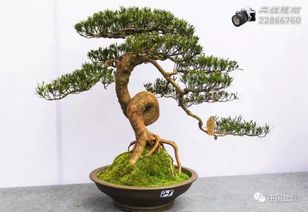 方寸間見山河 川派盆景的藝術之旅