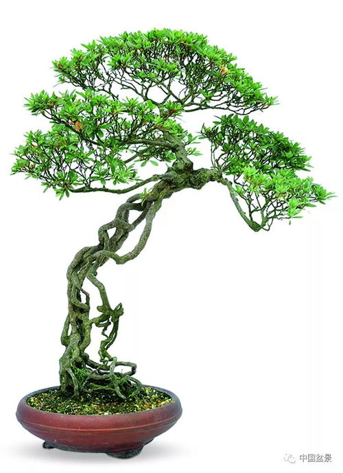 安靜欣賞精品盆景，抵達靈魂的最深處