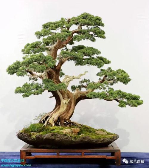 2020全國精品盆景展 特等獎金銀獎作品大賞